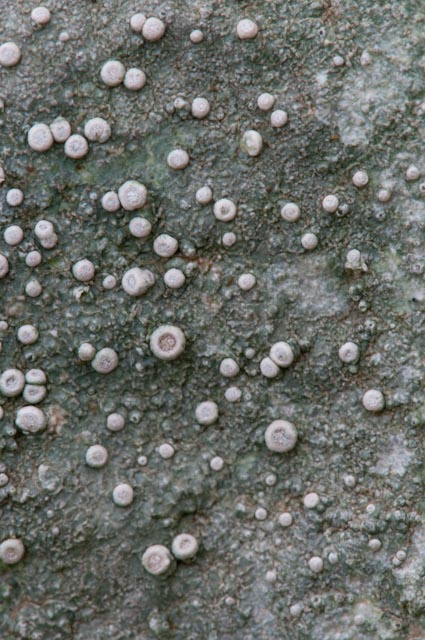 lichene 2 2010